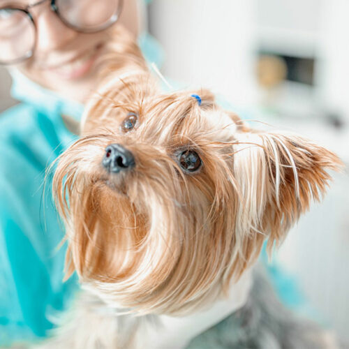 4 ways to improve a dog’s coat health